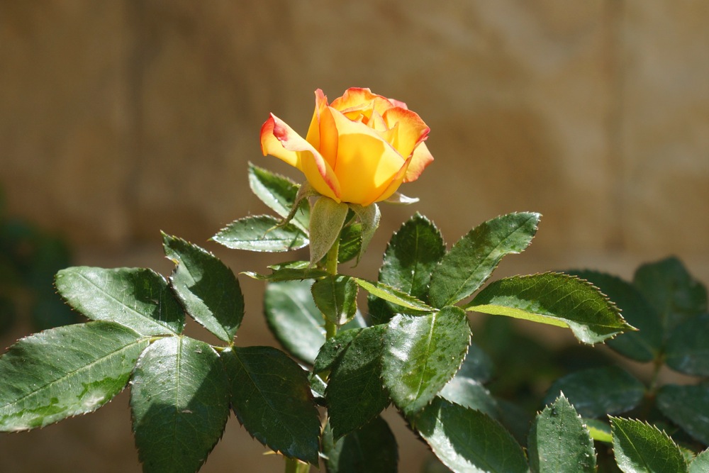 Loading Image